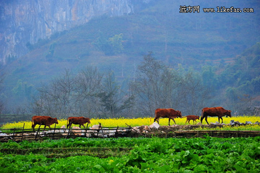 ţ�� ���ߣ�ӰӰ