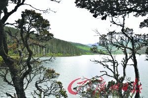 �������ϲԾ���֦��ӳ�����峺�ĺ���